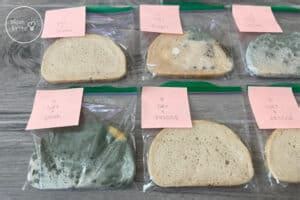 mold growth on bread experiment|Iba pa.